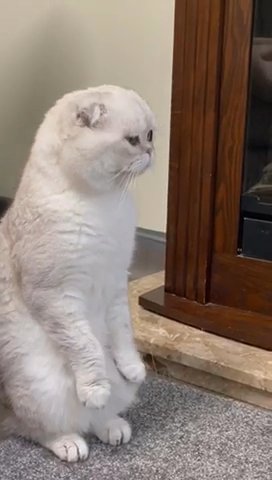 Scottish Fold Boy TICA registered for stud
