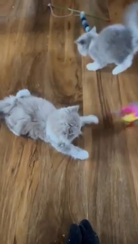 ? Beautiful British Shorthair & Longhair kittens ?