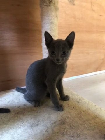 Russian blue kittens (Pure breed & TICA registered)