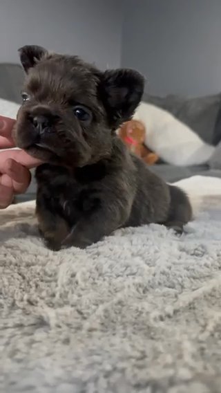 French Bulldogs Fluffy And fluffy Carriers
