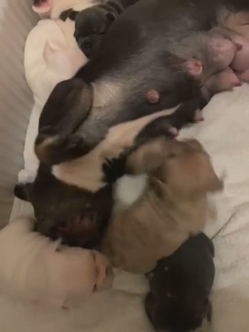 French Bulldog