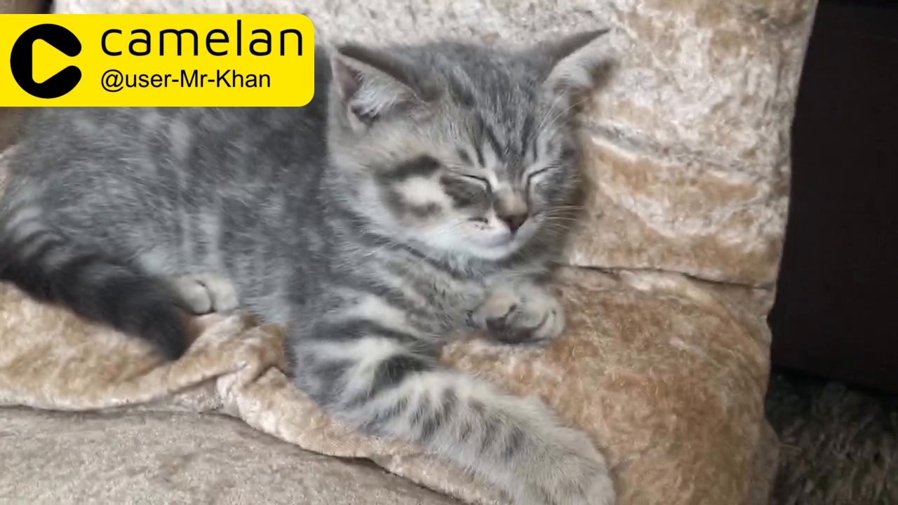 British shorthair kitten