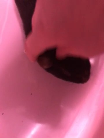 Sweet Ginea Pig