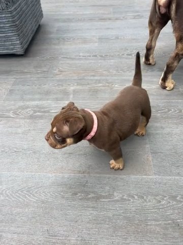 Female Pocket Bully