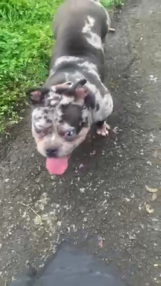 American Pocket Bully