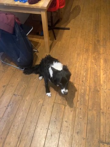 Border collie