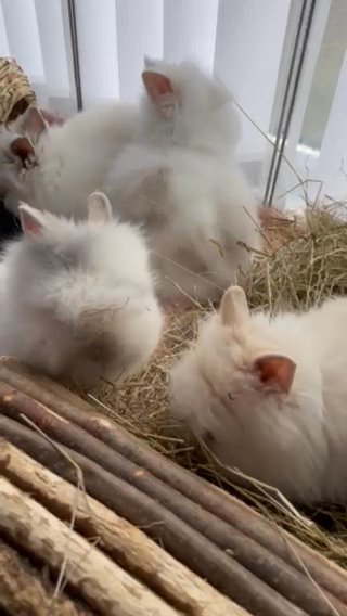 READY NOW - Double Maned Lionheads