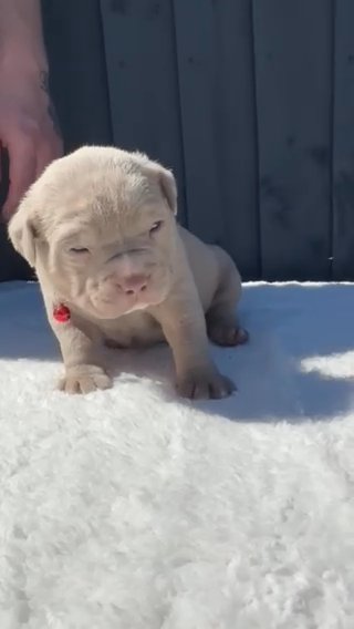 MALE GHOST LILAC TRI AMERICAN POCKET BULLY