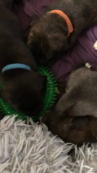 KC Reg staffordshire Bull Terrier Puppies