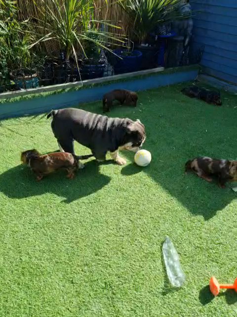 Carlos ,English bulldog stud