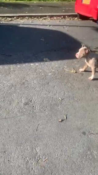 Pocket Bully’s 2boys 2 Girls