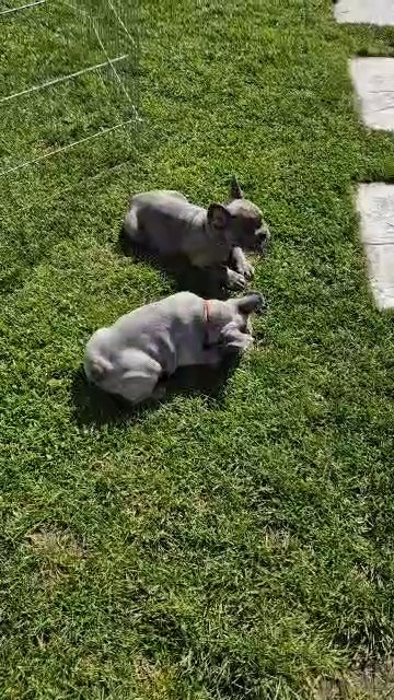 french bulldog