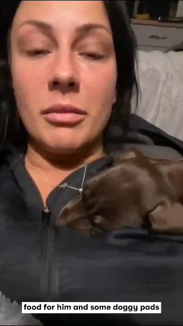 Dachhund puppies , one more LEFT