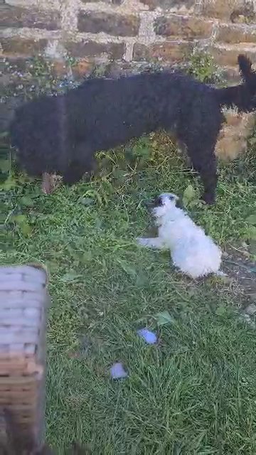 litter of 8 sproodles/cokerpoos