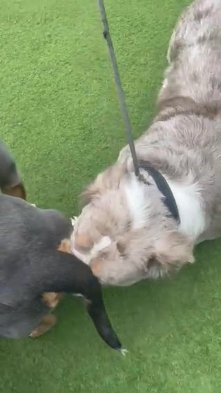 Fluffy Merle Bulldogs