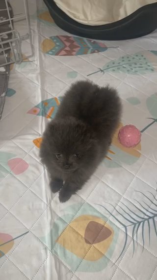 Pomeranian Puppies Available