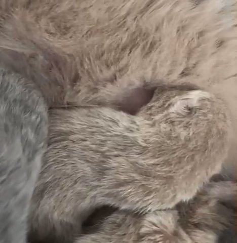 bsh kittys?♥️