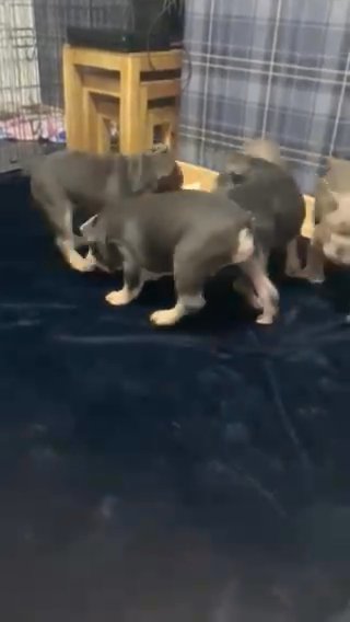 4 English bulldog boys available