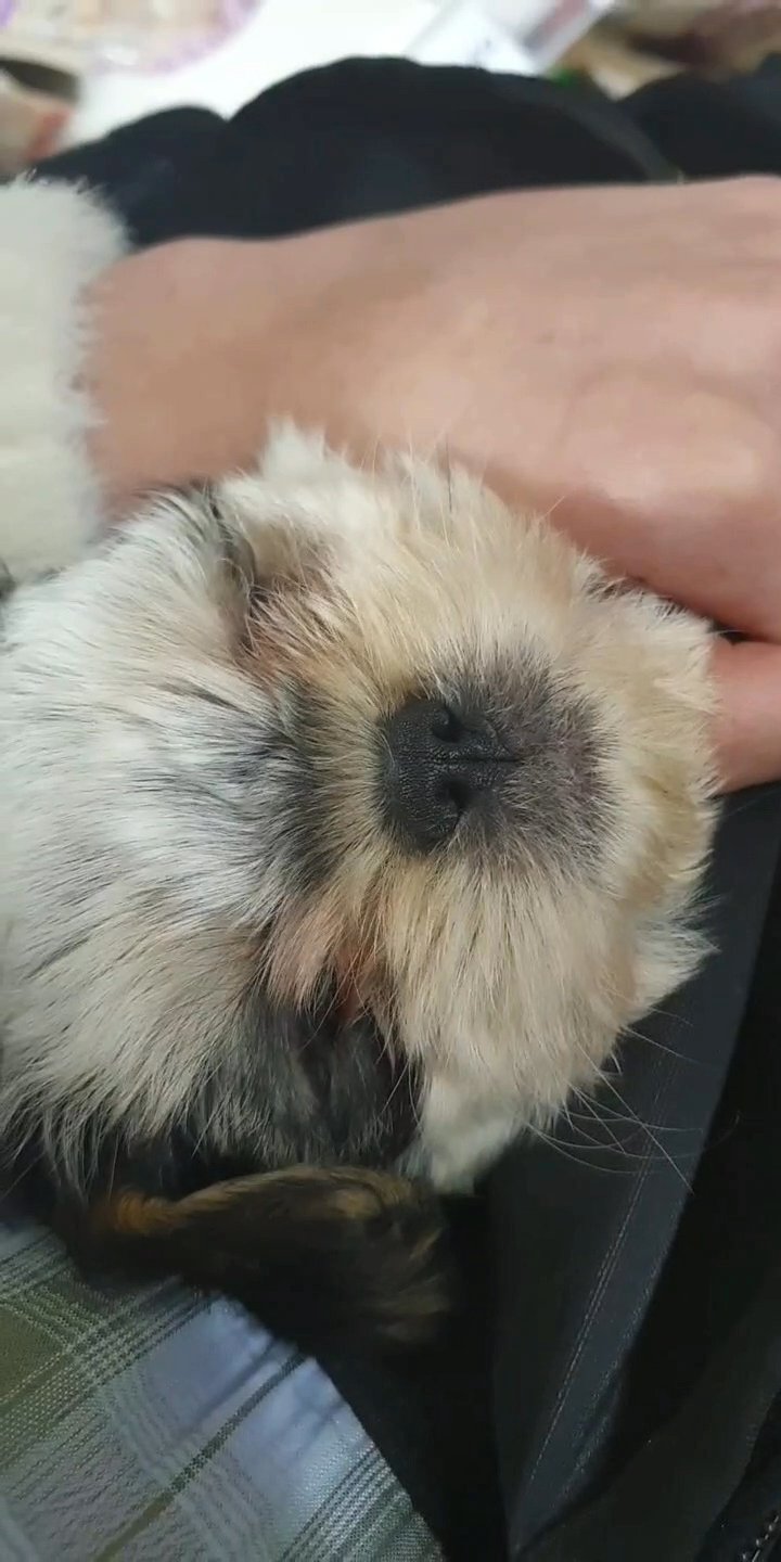 puppy shih tzu for sale with everything needed!!!