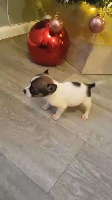 jack russell girl