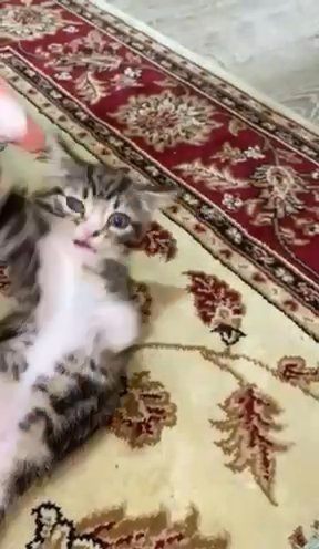 Kitten