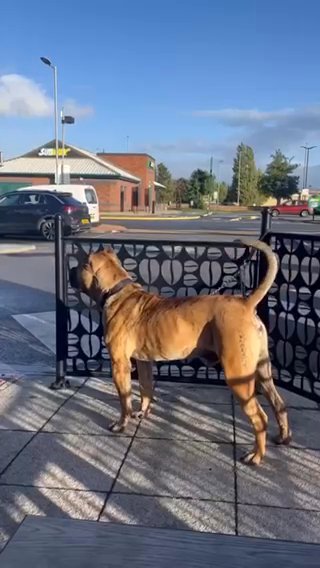 Clyde Presa Canario For Stud