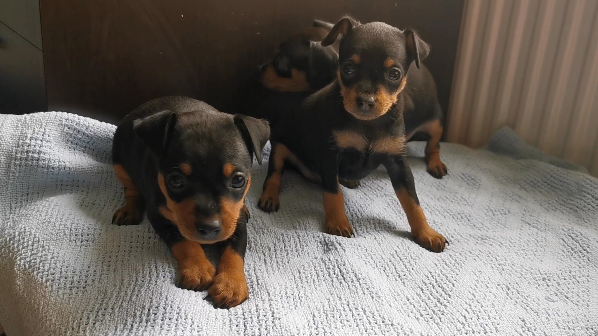 Miniature pinscher boys