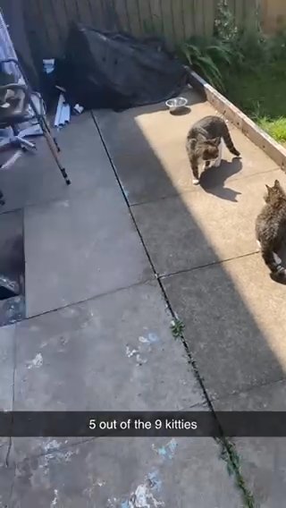 2 Small Dwarf Cats