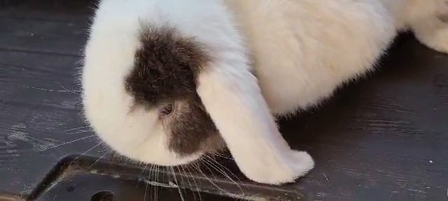 Blue eyes mini lop rabbit