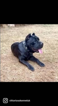 Cane Corso Stud