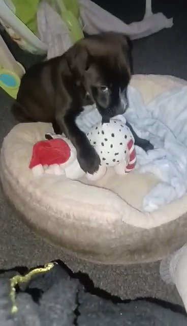 Mixed breed male looking to breed.