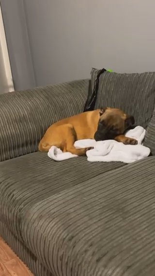 Blitz 4month Old Frenchie Shepherd