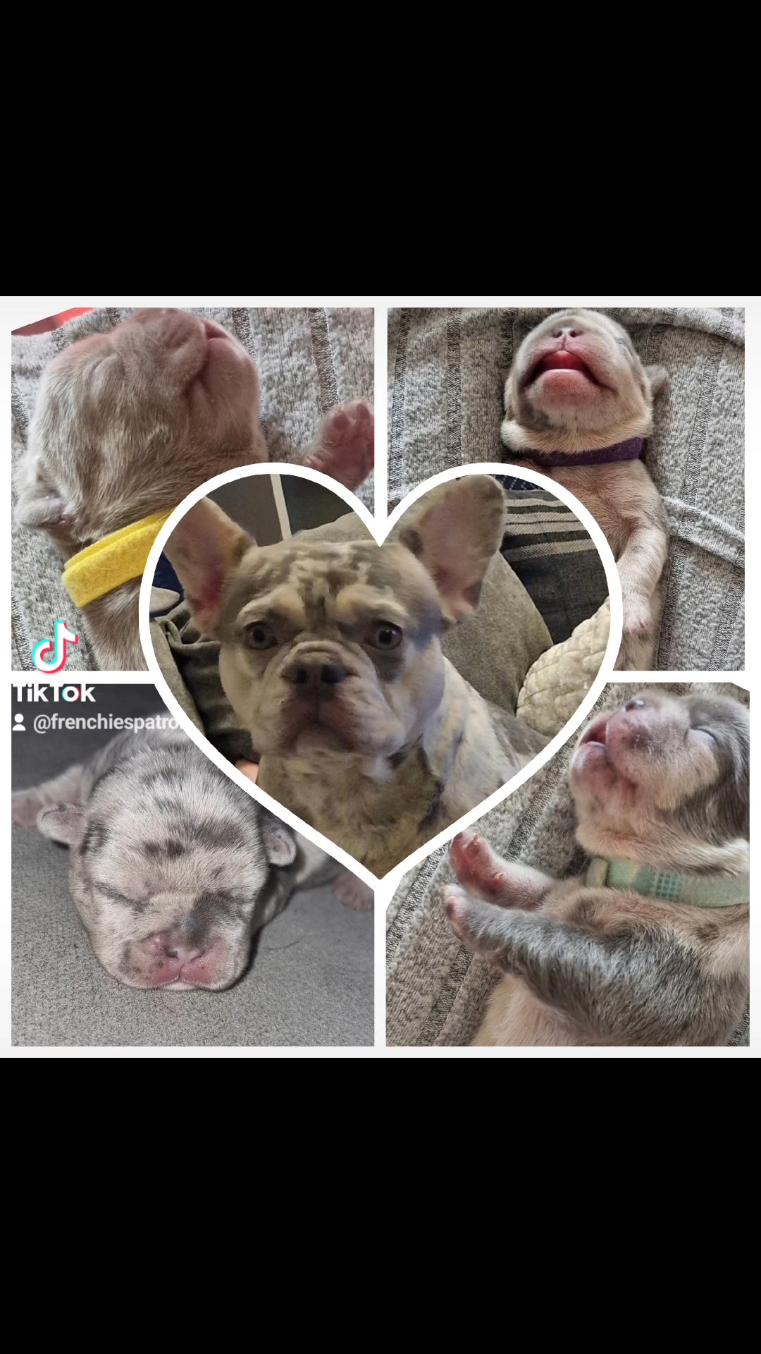 french bulldogs