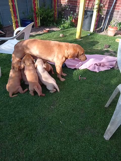 KC registered Labrador puppies