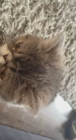Persian kittens for sale