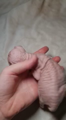 Handsome Sphynx Boy