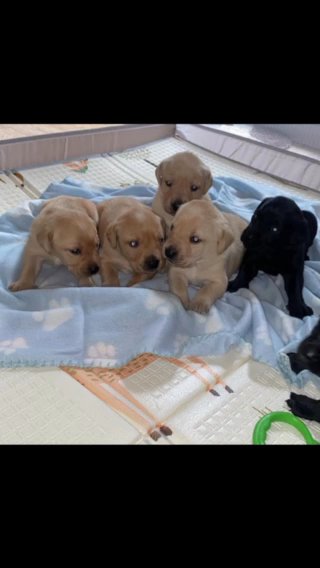 Beautiful Puppies