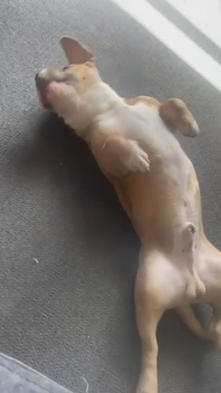 Puppy For Sale