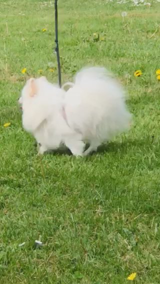 (2 left) Optic White XS Pomeranian puppies