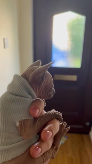 TICA Registered Sphynx Kittens