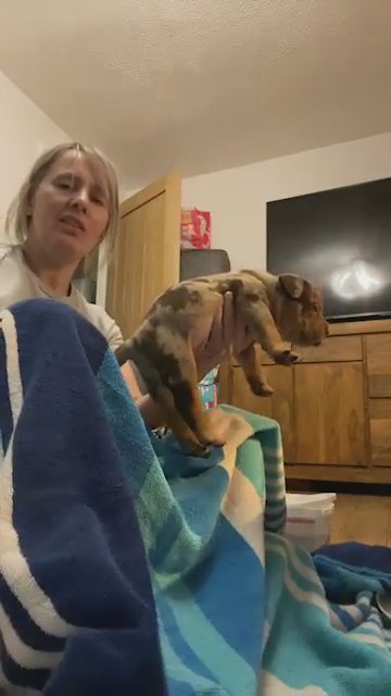 Wolly Bulliez Wipe Down