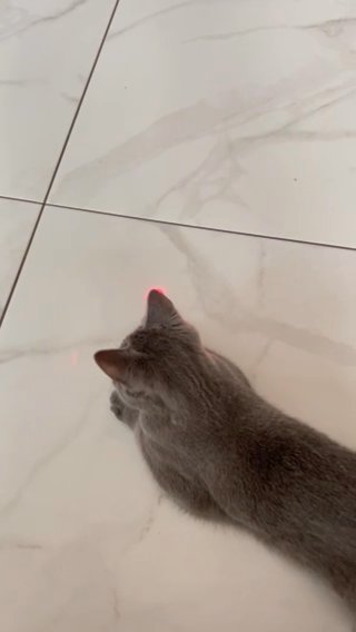 British short hair Cat