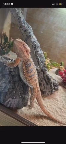 Bearded Dragon