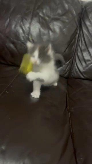 Maine Coon Kittens