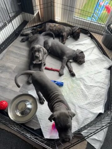 Last 3 Amazing Cane Corsos
