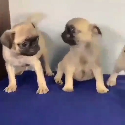 pug puppies