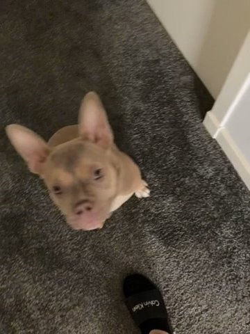American Pocket Bully