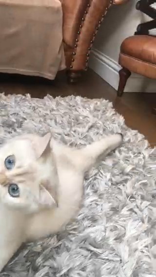 OPEN TO OFFERS | TICA Active Registered British Shorthair Female