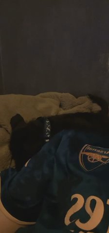Black Male Jackapoo For Sale
