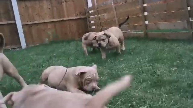 Stunning Pocket Bullies